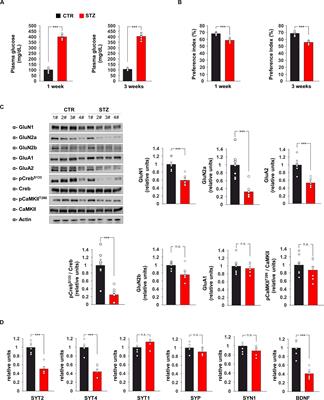 Frontiers Glucose Overload Inhibits Glutamatergic Synaptic